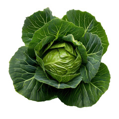 Fresh green cabbage with vibrant leaves, showcasing its natural texture and color, perfect for healthy meals and salads. This vegetable symbolizes freshness and nutrition