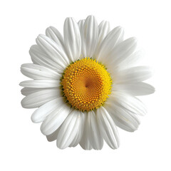 Beautiful white daisy flower with vibrant yellow center, showcasing its delicate petals and natural beauty. This flower symbolizes purity and innocence, making it perfect addition to any floral