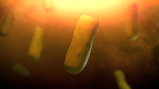 Bacteria of Bordetella pertussis or Whooping Cough

No AI was used in the making of this content. Content rendered in Blender and After Effects.