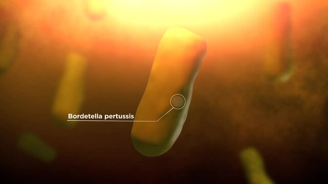 Bacteria of Bordetella pertussis or Whooping Cough

No AI was used in the making of this content. Content rendered in Blender and After Effects.