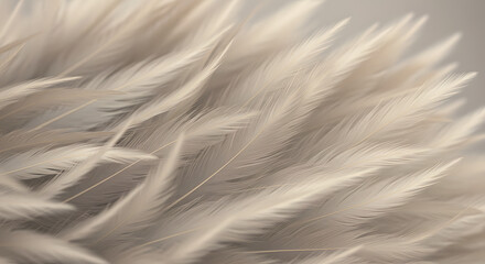Obraz premium Soft, Elegant White Feathers A Textured Background Image