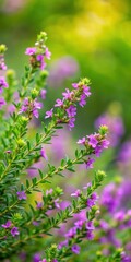 Obraz premium Heather Cuphea Hyssopifolia Plant with Purple Flowers