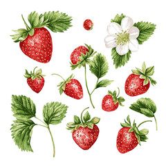 Strawberry vector, watercolor. Set of summer strawberry elements.