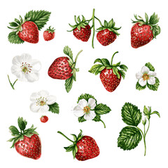 Strawberry vector, watercolor. Set of summer strawberry elements.
