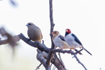 Greyish Baywing (Agelaioides badius) and yellow-billed Cardinal (Paroaria capitata) perched on a tree branch.