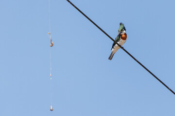 Amazon Kingfisher (Chloroceryle amazona) perched on a cable watching a snared fishing line.