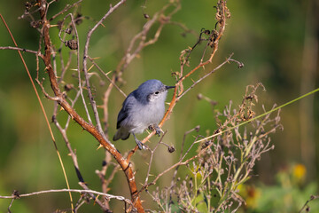 Female Masked Gnatcatcher (Polioptila dumicola) perched on a tree branch.