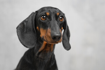 curious dachshund dog, funny puppy posing at photo shoot, peeking curiously, eavesdropping on secret Raising puppy, endurance training, stance