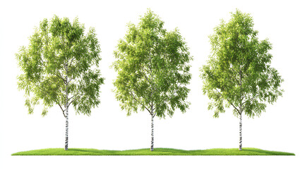 Set of Alnus rubra (the red alder) frontal set street trees isolated on a white background perfectly cutout Stock Illustration