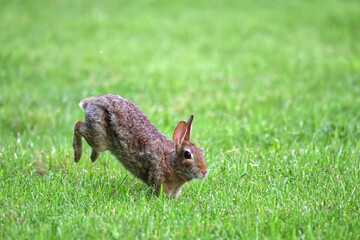 Cottontail, bunnies, playfully running in a grassy field. 