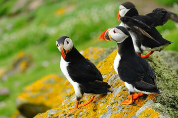 Group of Atlantic Puffins on a vibrant green coastal cliff overlooking the blue ocean. Charming seabirds with colorful beaks in their natural habitat. Iconic seabirds with bright orange feet.