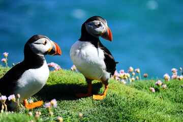 Vibrant Wild Atlantic Puffins on lush green grass coastal cliff with wildflowers and a bright blue sea background. Saltee Island Summer Breeding Season, perfect  Wildlife Observation