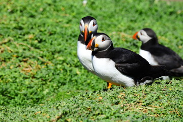 Vibrant Wild Atlantic Puffins on lush green grass coastal cliff with wildflowers and a bright blue sea background. Saltee Island Summer Breeding Season, perfect  Wildlife Observation
