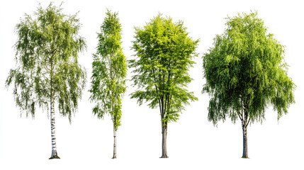 Set of Salix babylonica and Alnus rubra frontal set street trees isolated on a white background perfectly cutout Stock Illustration