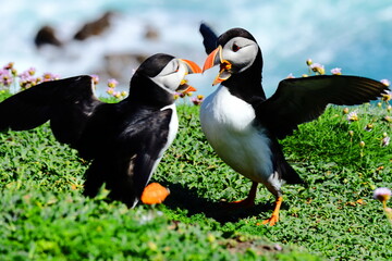 Vibrant Wild Atlantic Puffins on lush green grass coastal cliff with wildflowers and a bright blue sea background. Saltee Island Summer Breeding Season, perfect  Wildlife Observation