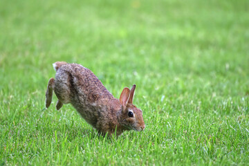 Cottontail, bunnies, playfully running in a grassy field. 
