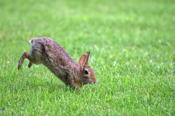 Cottontail, bunnies, playfully running in a grassy field. 