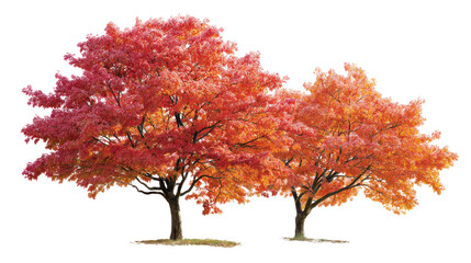  Autumn Acer buergerianum trees on white background