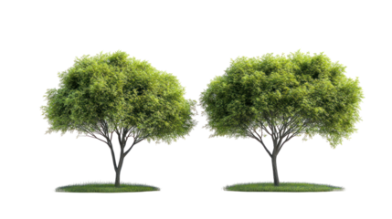  Parkinsonia aculeata street trees on white background