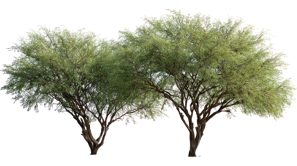  Parkinsonia aculeata street trees on white background