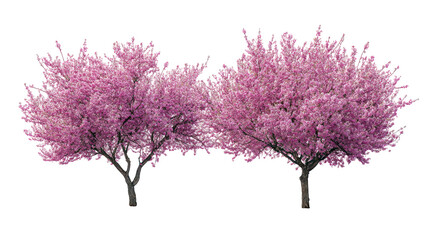 Naklejka premium Prunus persica and Prunus avium blossoming frontal view on white background