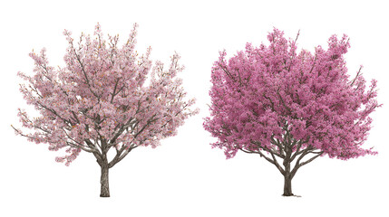 Obraz premium Prunus persica and Prunus avium blossoming frontal view on white background