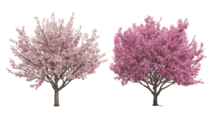  Prunus persica and Prunus avium blossoming frontal view on white background