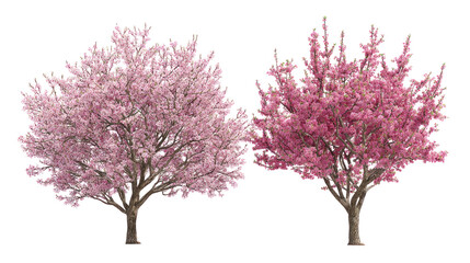 Obraz premium Prunus persica and Prunus avium blossoming frontal view on white background