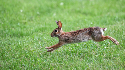Cottontail, bunnies, playfully running in a grassy field. 