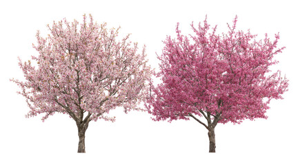 Fototapeta premium Prunus persica and Prunus avium blossoming frontal view on white background