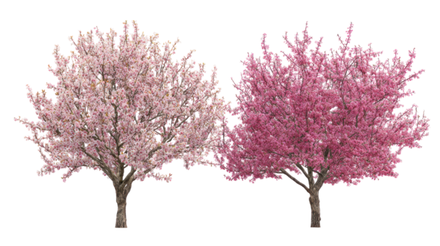  Prunus persica and Prunus avium blossoming frontal view on white background