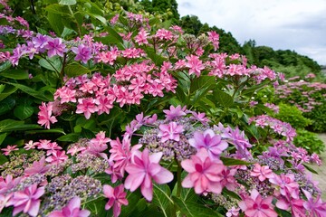 紫陽花