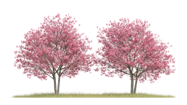  Swida walteri (Cornus walteri) Walters dogwood frontal view on white background