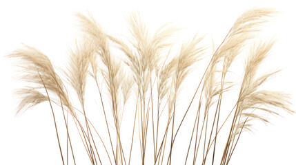  Miscanthus sinensis gracillimus on white background