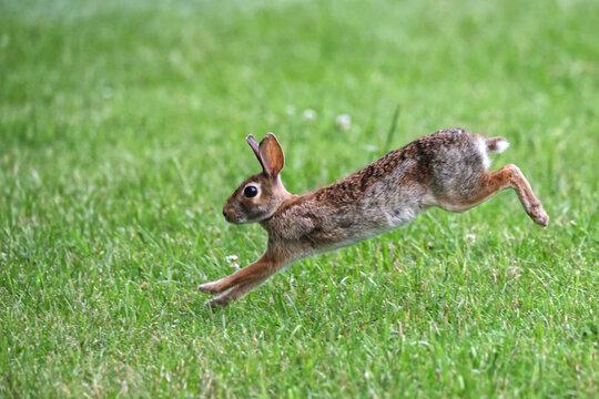 Cottontail, bunnies, playfully running in a grassy field.