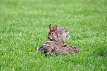Obraz premium Cottontail, bunnies, playfully running in a grassy field. 