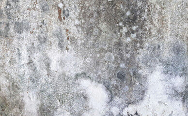 Close-up of a mold-covered wall showing texture and decay. Grunge wall background