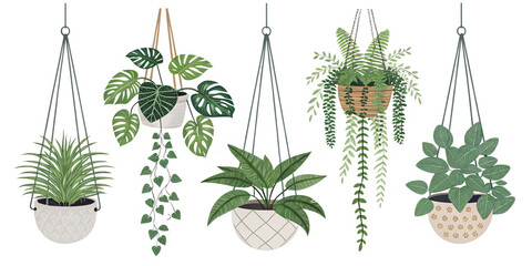 illustration of different hanging plants in pots, isolated PNG transparent background