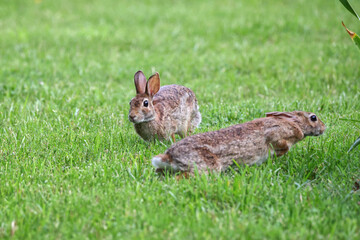 Cottontail, bunnies, playfully running in a grassy field. 