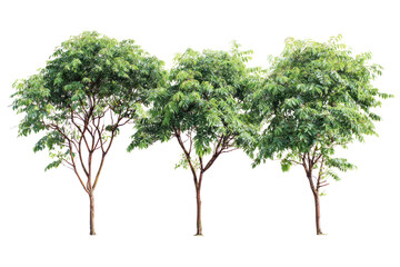  Set of Koelreuteria paniculata trees on transparent background