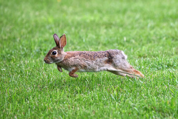 Cottontail, bunnies, playfully running in a grassy field. 