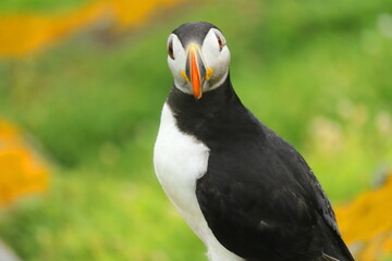 Atlantic Puffin Saltee Island Wexford