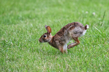 Cottontail, bunnies, playfully running in a grassy field. 