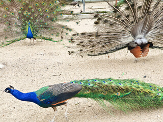 male peacocks display their vibrant feathers to attract a female peahen inside an enclosed, sandy...