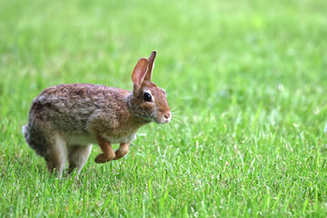 Cottontail, bunnies, playfully running in a grassy field. 