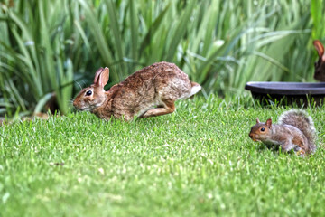 Cottontail, bunnies, playfully running in a grassy field. 