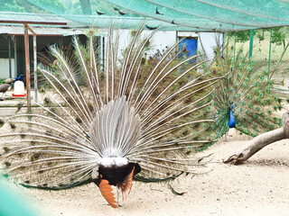 male peacocks display their vibrant feathers to attract a female peahen inside an enclosed, sandy...