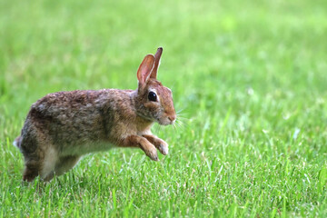 Cottontail, bunnies, playfully running in a grassy field. 