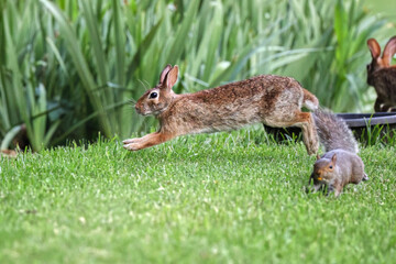 Cottontail, bunnies, playfully running in a grassy field. 