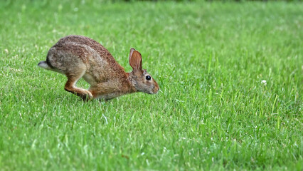 Cottontail, bunnies, playfully running in a grassy field. 